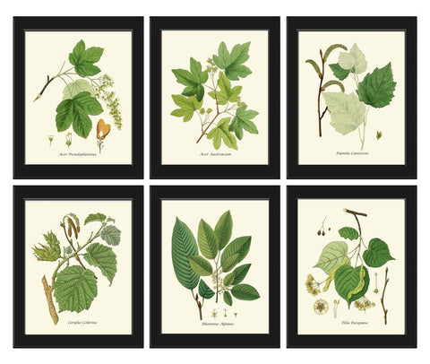 Tree Leaf Branch Home Decor Prints Wall Art Set of 6 Beautiful Green Forest Nature Cabin Farmhouse Illustration Interior Design to Frame HT