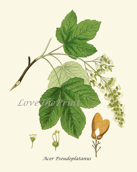 Tree Branch Leaf Botanical Prints Wall Art Set of 9 Beautiful Antique Watercolor Illustration Painting Large Gallery Home Decor to Frame HT