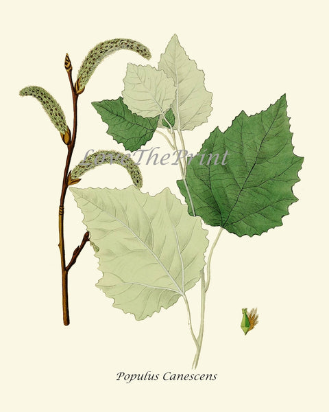 Tree Branch Leaf Botanical Prints Wall Art Set of 9 Beautiful Antique Watercolor Illustration Painting Large Gallery Home Decor to Frame HT