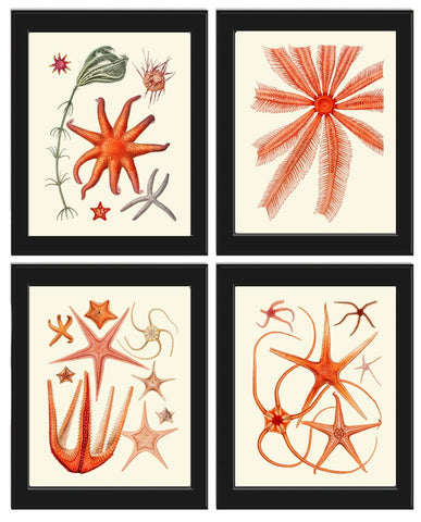 Red Sea Star Corals Wall Art Set of 4 Prints Beautiful Antique Vintage Sea Costal Ocean Beach Marine Science Home Decor to Frame SC