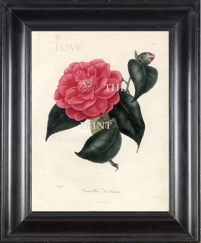 CAMELLIA PRINT Berlese  Art Print 1 Beautiful Camellia Flower Garden Nature Botanical Print to Frame