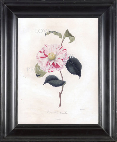 CAMELLIA PRINT Berlese  Art Print 3 Beautiful Camellia Tricolor Flower Garden Nature Botanical Print to Frame