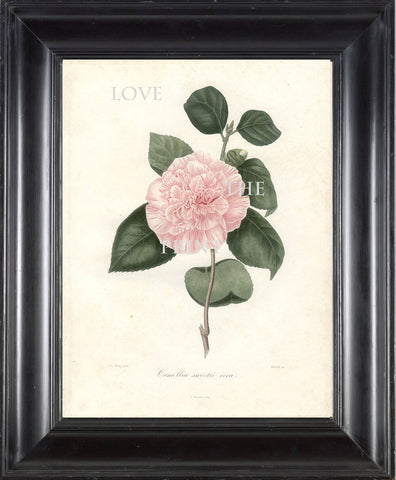 CAMELLIA PRINT Berlese  Art Print 2 Beautiful Sweeth Vera Pink Camellia Flower Garden Nature Botanical Print to Frame