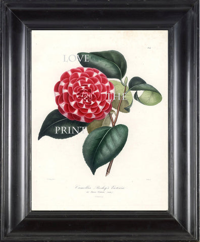 CAMELLIA PRINT Berlese  Art Print 28 Beautiful Red Camellia Presleys Victoria Spring Summer Flower Garden Nature Botanical Print