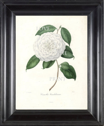 CAMELLIA PRINT Berlese  Art Print 11 Beautiful White Camellia Candidissima Spring Summer Flower Garden Botanical Print