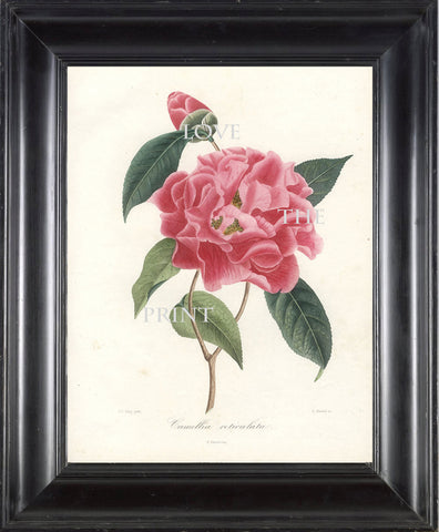 CAMELLIA PRINT Berlese  Art Print 4 Beautiful Camellia Reticulata Spring Summer Flower Garden Nature Botanical Print