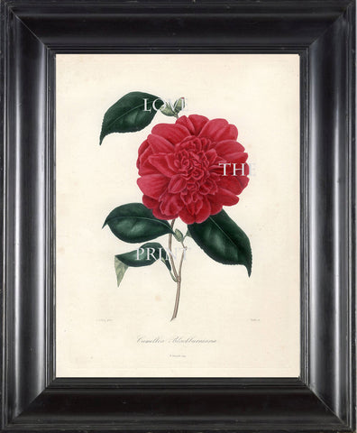 CAMELLIA PRINT Berlese  Art Print 17 Beautiful Camellia Blackburniana Spring Summer Flower Garden Nature Botanical Print