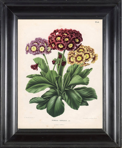 BOTANICAL PRINT WITTE  Botanical Art Print 9 Bear's Ear Gorgeous Burgundy Pink Yellow Flower Plant Frameable Wall Art Decoration