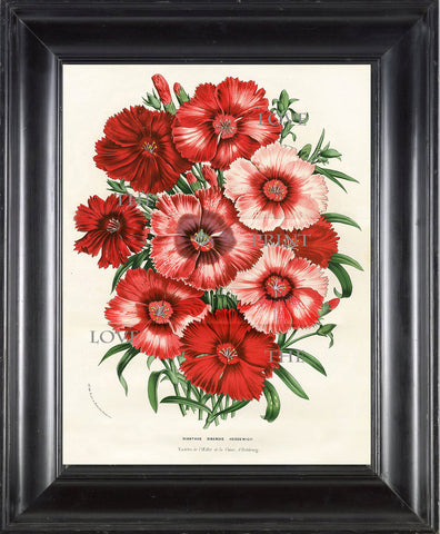 BOTANICAL PRINT HOUTTE  Botanical Art Print 1 Dianthus Sinensis Heddewigii Beautiful Red Pink Flowers Garden Summer Nature Wall Art