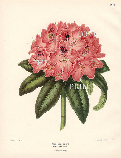 BOTANICAL PRINT Wendel  Botanical Art Print 4 Beautiful Coral Rhododendron Flower Spring Summer Garden Plant to Frame