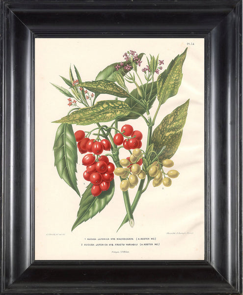 BOTANICAL PRINT Wendel  Botanical Art Print 8 Beautiful Red White Berries Brench Leaf Garden Plant to Frame