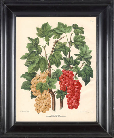 BOTANICAL PRINT Wendel  Botanical Art Print 12 Beautiful White Currant Berries Garden Plant to Frame Interior Decoration Room Design