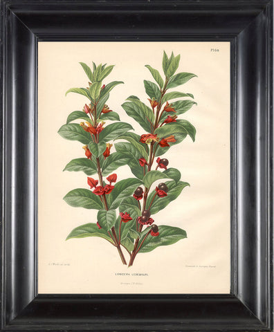 BOTANICAL PRINT Wendel  Botanical Art Print 13 Beautiful Berries Red Flowers Garden Plant to Frame Interior Decoration Room Design