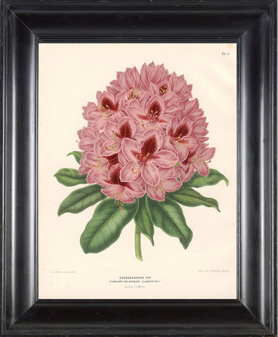 BOTANICAL PRINT Wendel  Botanical Art Print 3 Beautiful Pink Rhododendron Flower Spring Summer Garden Plant to Frame