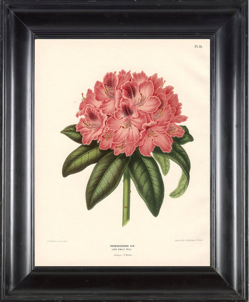 BOTANICAL PRINT Wendel  Botanical Art Print 4 Beautiful Coral Rhododendron Flower Spring Summer Garden Plant to Frame