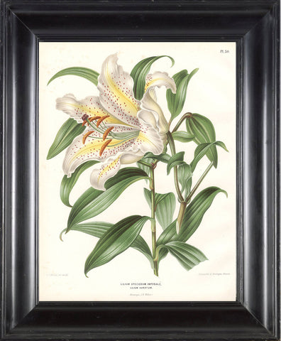 BOTANICAL PRINT Wendel  Botanical Art Print 7 Beautiful White Lily Flower Spring Summer Garden Plant to Frame