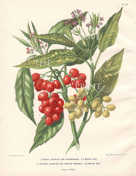 BOTANICAL PRINT Wendel  Botanical Art Print 8 Beautiful Red White Berries Brench Leaf Garden Plant to Frame