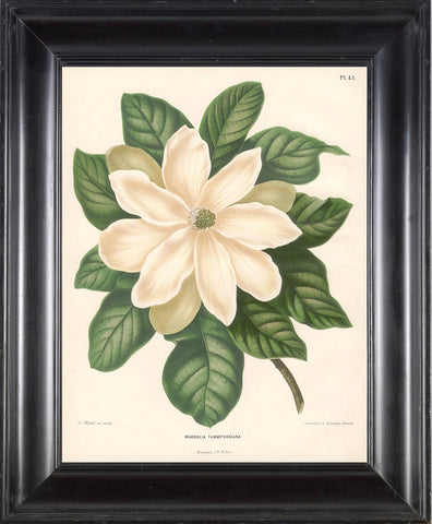 BOTANICAL PRINT Wendel  Botanical Art Print 11 Beautiful White Magnolia Flower Garden Plant to Frame Interior Decoration Room Design