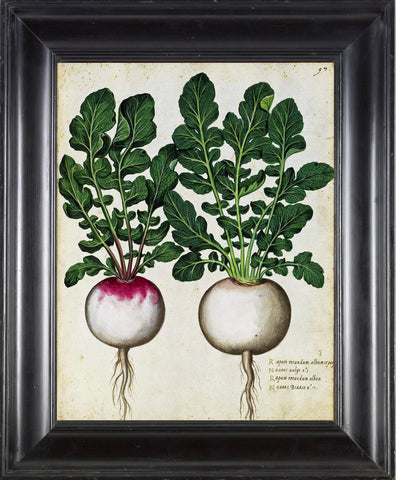 ITALIAN VEGETABLE Garden Aldrovandi  Botanical Art Print 5 Antique Beautiful Radish Plant with Roots Home Decoration