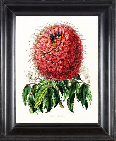 BOTANICAL PRINT HOUTTE  Art Print 7 Beautiful Large Flower Pink White Red Brownea Grandiceps Spring Summer Nature Flowers Garden