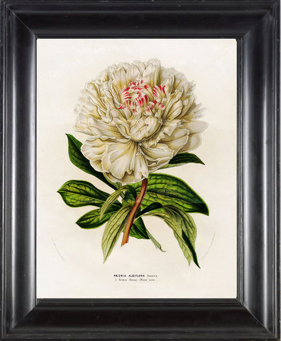 BOTANICAL PRINT HOUTTE  Art Print 8 Beautiful Large White Peony Flower Spring Summer Nature Flowers Garden Home Wall Decor