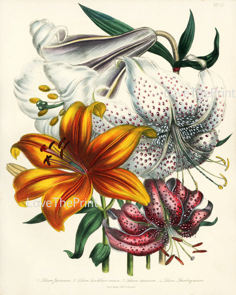 BOTANICAL PRINT Loudon Flower  Botanical Art Print 16 Beautiful White Orange Lily Spring Flowers Garden to Frame