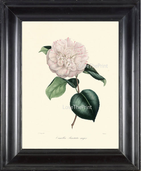 CAMELLIA PRINT Berlese  Art Print 26 Beautiful Punctata Majob White Pink Camellia Flower Garden Nature Botanical Print to Frame