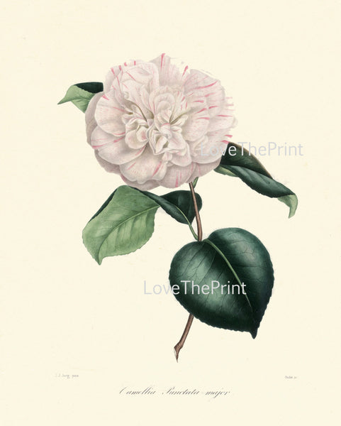 CAMELLIA PRINT Berlese  Art Print 26 Beautiful Punctata Majob White Pink Camellia Flower Garden Nature Botanical Print to Frame