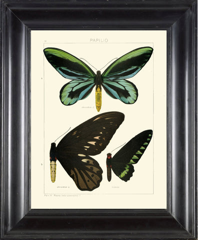 BUTTERFLY PRINT SEITZ  Botanical Art Print 20 Beautiful  Blue Green Butterflies Alexandrae Trojanus