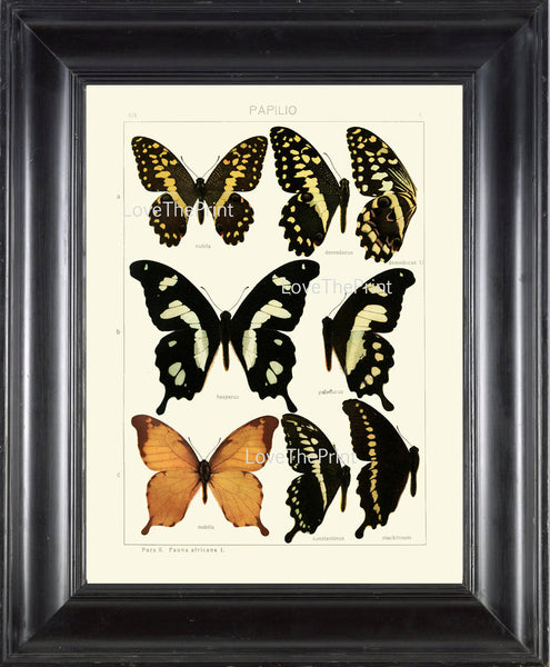 BUTTERFLY PRINT SEITZ  Botanical Art Print 13 Beautiful Antique Butterflies Hesperus Constantinus, Demodocus Summer Flower Garden Nature