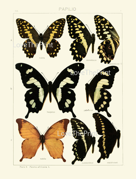 BUTTERFLY PRINT SEITZ  Botanical Art Print 13 Beautiful Antique Butterflies Hesperus Constantinus, Demodocus Summer Flower Garden Nature