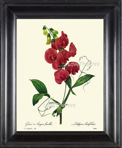 BOTANICAL PRINT Redoute Flower  Botanical Art Print 10 Beautiful Sweet Pea Red Flowers Plant Christmas Garden Nature