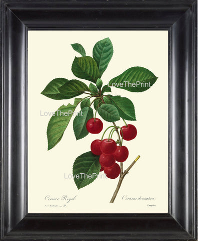 BOTANICAL PRINT Redoute Flower  Botanical Art Print 35 Beautiful Red Cherries Branch Plant Garden Nature to Frame Home Decor