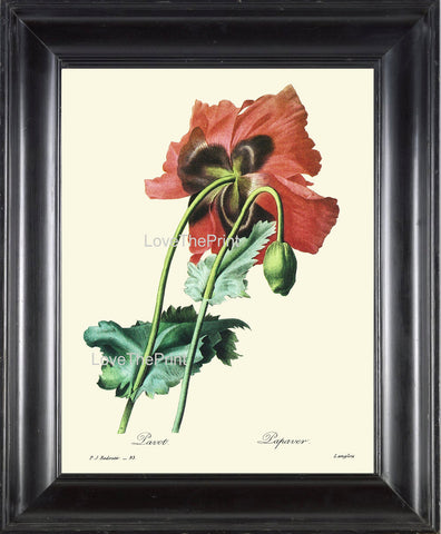 BOTANICAL PRINT Redoute Flower  Botanical Art Print 37 Beautiful Large Red Poppy Plant Garden Nature to Frame Home Decor