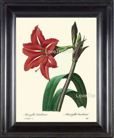 BOTANICAL PRINT Redoute Flower  Botanical Art Print 9 Beautiful  Large Red Amaryllis Plant Christmas Garden Nature