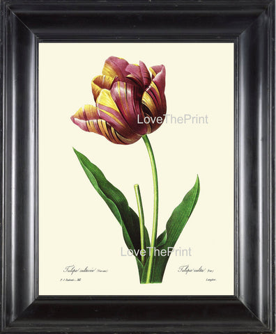 BOTANICAL PRINT Redoute Flower  Botanical Art Print 13 Beautiful Tulip Flower Plant Garden Nature to Frame Home Decor