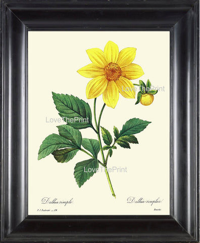 BOTANICAL PRINT Redoute Flower  Botanical Art Print 41 Beautiful Yellow Dahlia Blooming Plant Garden Nature to Frame Home Decor