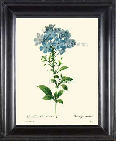 BOTANICAL PRINT Redoute Flower  Botanical Art Print 56 Beautiful Blue Leadwort Plumbago Skyflower Spring Summer Garden Home Decor