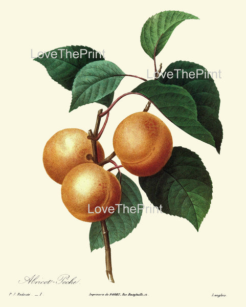 BOTANICAL PRINT Redoute Flower  Botanical Art Print 71 Beautiful Apricot Fruit Plant Garden Nature to Frame