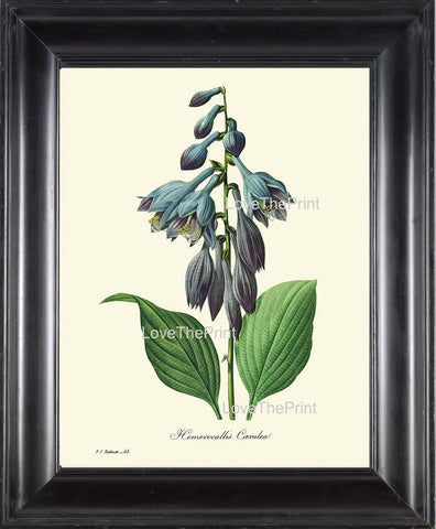 BOTANICAL PRINT Redoute Flower  Botanical Art Print 64 Beautiful Blue Hosta  Hemerocallis caerulea Plant Garden Nature Home Decor