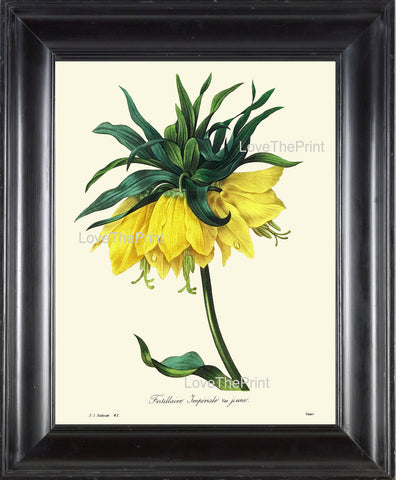 BOTANICAL PRINT Redoute Flower  Botanical Art Print 47 Fritillaria Imperial Crown Kaiser's Crown Yellow Plant Garden Nature to Frame