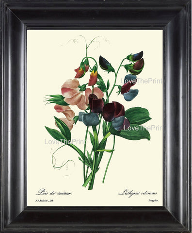 BOTANICAL PRINT Redoute Flower  Botanical Art Print 54 Sweet Pea Pink Blue Purple Plant Garden Nature to Frame