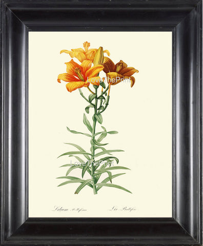 BOTANICAL PRINT Redoute Flower  Botanical Art Print 127 Beautiful Lily Orange Yellow Tiger Spring Summer Garden