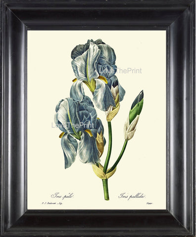 BOTANICAL PRINT Redoute Flower  Botanical Art Print 66 Beautiful Blue Iris Plant Garden Nature Home Decor to Frame