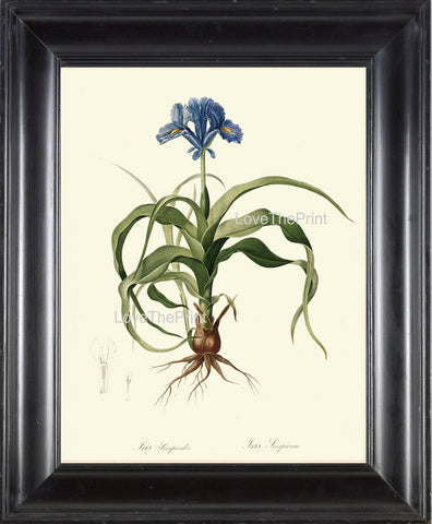 BOTANICAL PRINT Redoute Flower  Botanical Art Print 128 Beautiful Blue Iris Plant Bulb Antique Writing Nature Home Decor to Frame