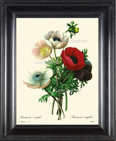 BOTANICAL PRINT Redoute Flower  Botanical Art Print 1 Beautiful Anemone Flowers Antique Writing Nature Home Decor to Frame