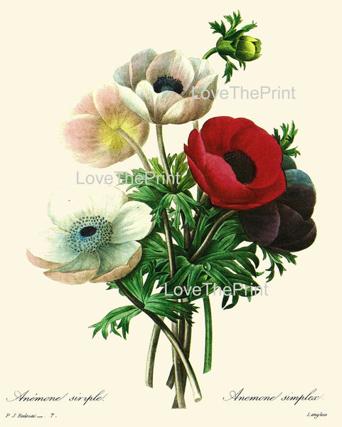 BOTANICAL PRINT Redoute Flower  Botanical Art Print 1 Beautiful Anemone Flowers Antique Writing Nature Home Decor to Frame