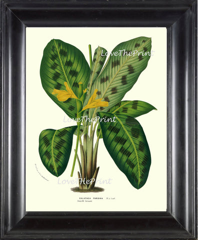 BOTANICAL PRINT HOUTTE  Art Print 58 Beautiful Galathea Pardina Plant Leaf Tropical Nature Yellow Flowers Antique Home Wall Decor