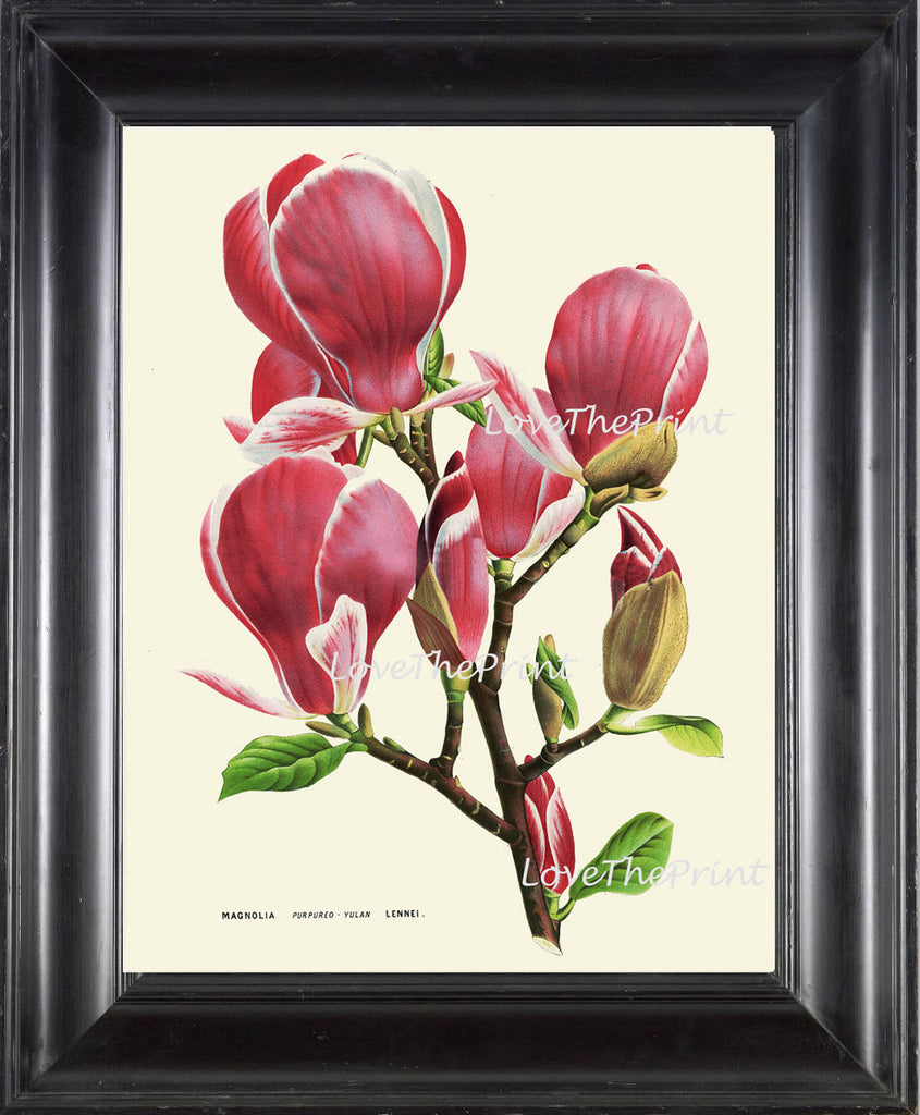 BOTANICAL PRINT HOUTTE Art Print 174 Beautiful Large Antique Pink Magn –  Love the Print