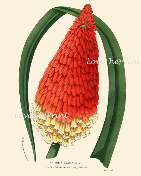 BOTANICAL PRINT HOUTTE  Art Print 103 Beautiful Antique Red Torch Lily Hot Poker Blooming Flowers Spring Summer Garden Antique French